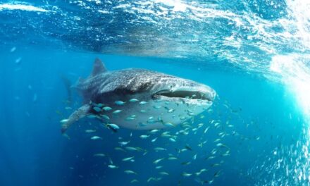 À la rencontre des requins-baleines avec l’agence d’excursions GreenWings !