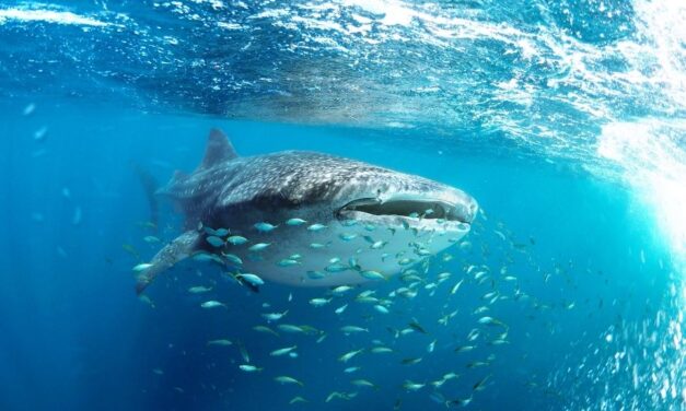 À la rencontre des requins-baleines avec l’agence d’excursions GreenWings !