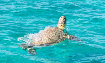 Visiter la réserve de biosphère de Sian Ka&rsquo;an avec un guide