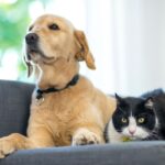 Ornicenter, votre boutique dédiée aux animaux au Luxembourg ! 