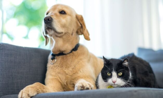 Ornicenter, votre boutique dédiée aux animaux au Luxembourg ! 