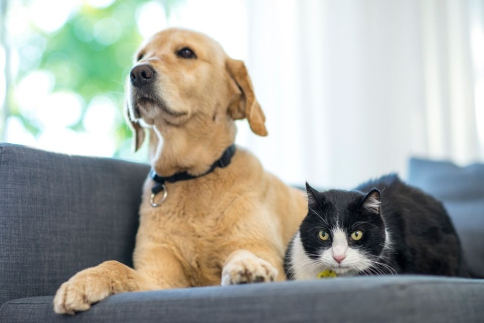 Ornicenter, votre boutique dédiée aux animaux au Luxembourg ! 